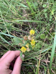 Trifolium aureum