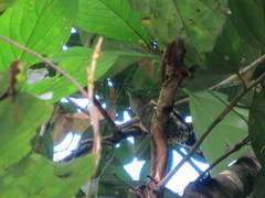 Hemicircus concretus