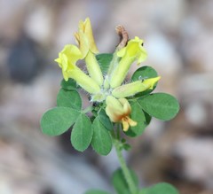 Chamaecytisus supinus