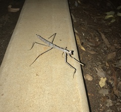 Archimantis quinquelobata