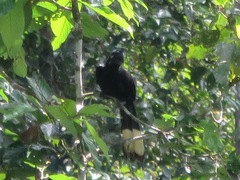 Anorrhinus galeritus