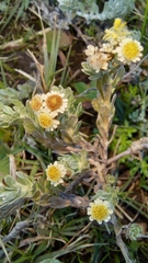 Gnaphalium declinatum