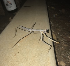 Archimantis quinquelobata