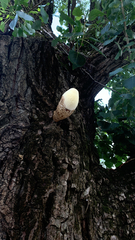Volvariella bombycina