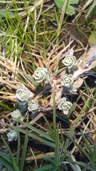 Gnaphalium declinatum