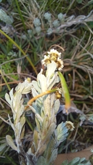 Gnaphalium declinatum