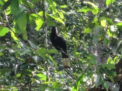 Anorrhinus galeritus