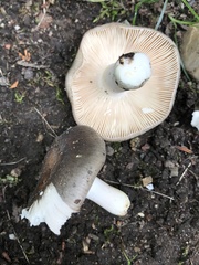 Russula ionochlora