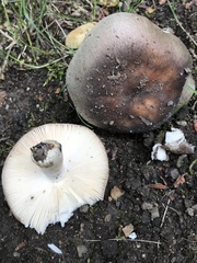 Russula ionochlora