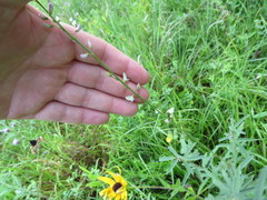 Desmodium sessilifolium