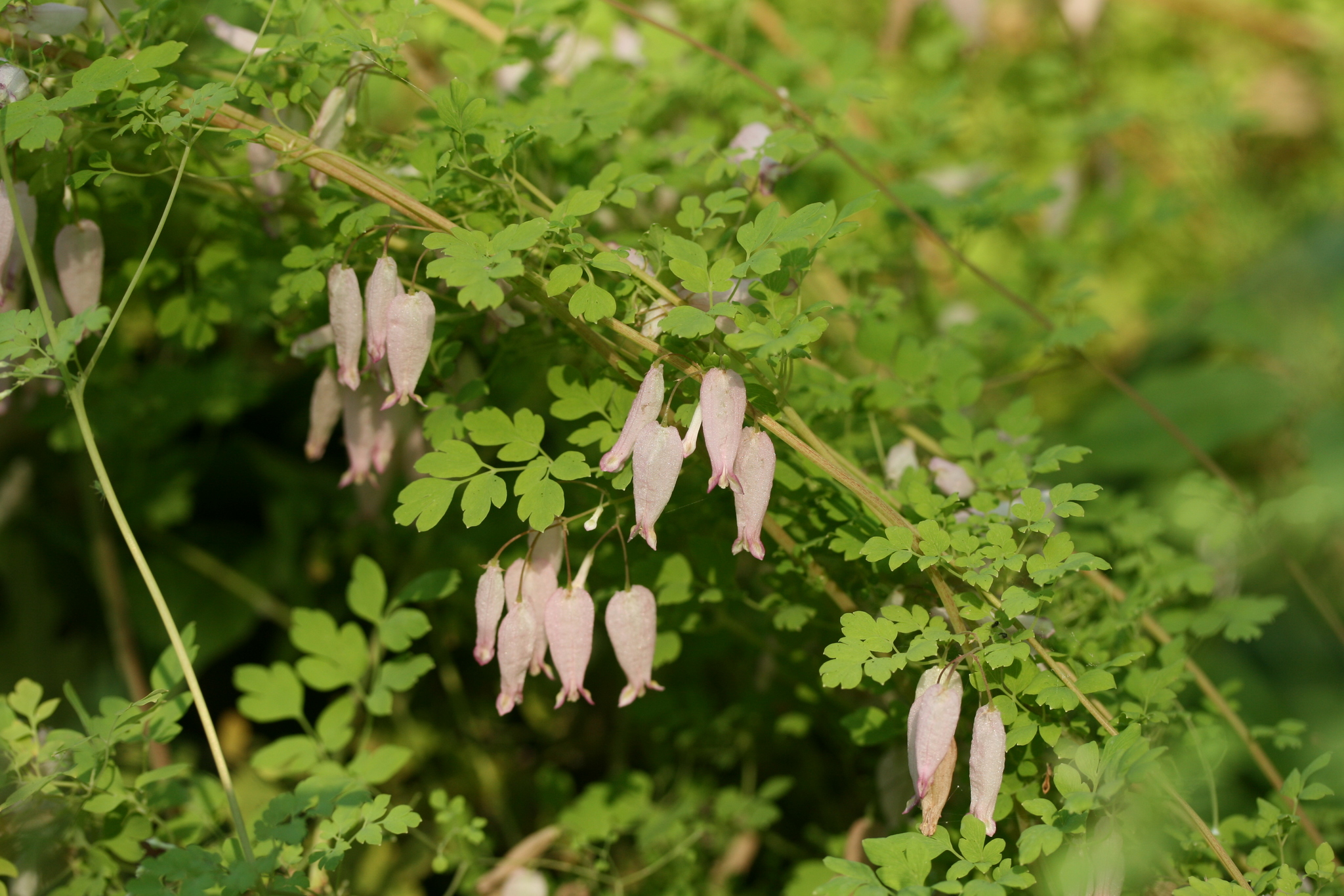 Adlumia fungosa