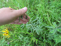 Desmodium sessilifolium