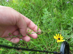 Desmodium sessilifolium