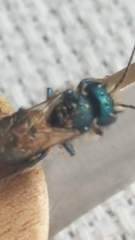 Osmia ribifloris