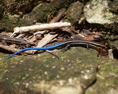 Plestiodon sumichrasti