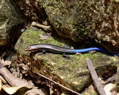 Plestiodon sumichrasti