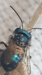 Osmia ribifloris