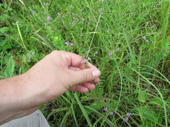 Lythrum alatum lanceolatum