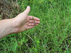 Lythrum alatum lanceolatum
