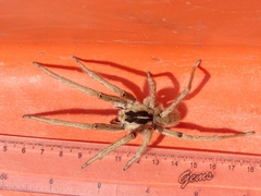 Afroneutria erythrochelis