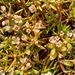 Crassula natans minus - Photo (c) kevin koen, μερικά δικαιώματα διατηρούνται (CC BY-SA), uploaded by kevin koen