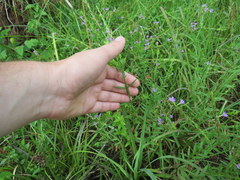 Lythrum alatum lanceolatum