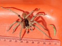 Afroneutria erythrochelis