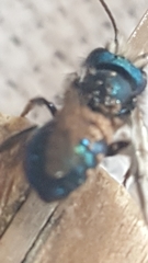 Osmia ribifloris