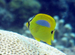 Chaetodon plebeius