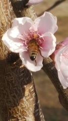 Apis mellifera