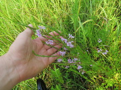 Lythrum alatum lanceolatum