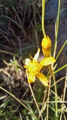Senecio crassiusculus
