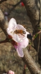 Apis mellifera