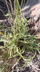 Senecio crassiusculus