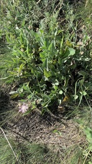 Psephellus marschallianus