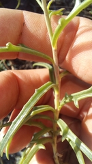 Senecio crassiusculus