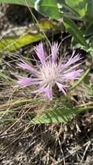 Psephellus marschallianus