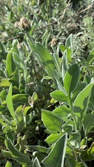 Psephellus marschallianus