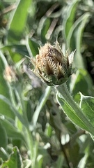 Psephellus marschallianus