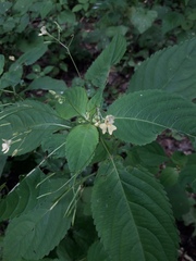 Impatiens parviflora
