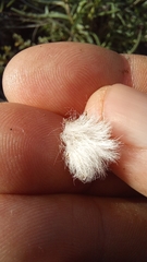 Senecio crassiusculus