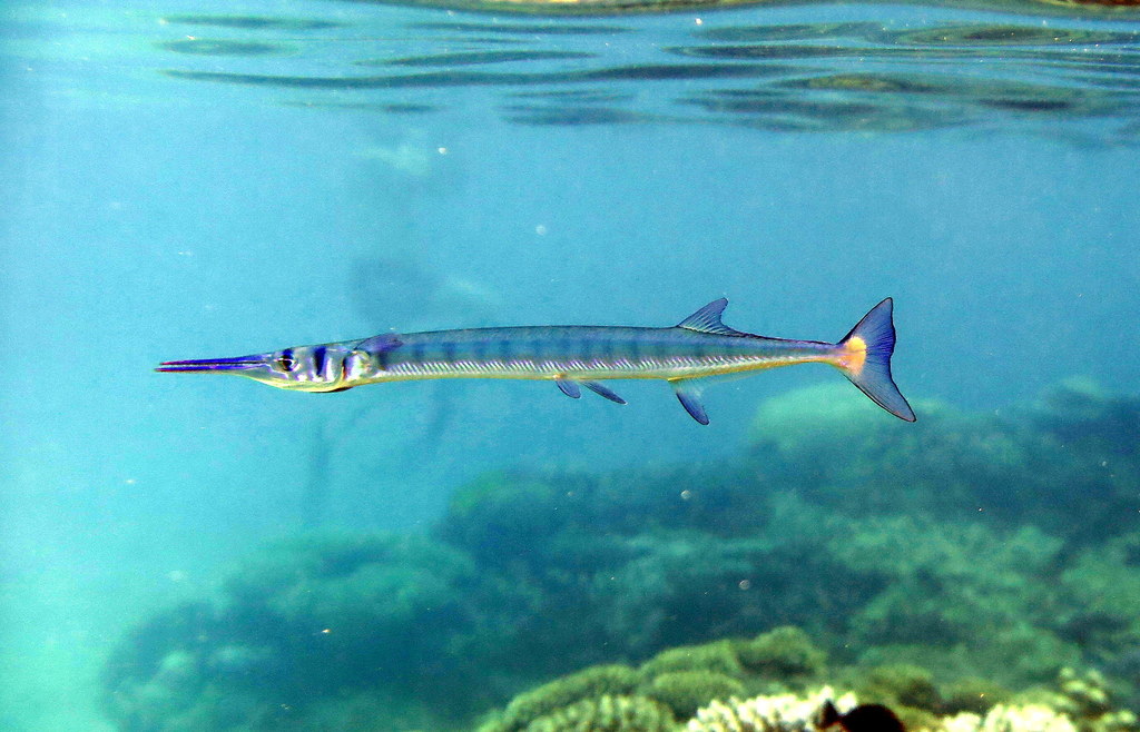Crocodile Needlefish Reef Fish Of The Hawaiian Islands INaturalist crocodile-needlefish-reef-fish-of-the-hawaiian-islands-inaturalist