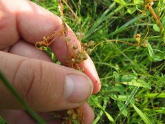 Cuscuta indecora