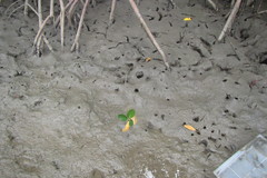 Acentrogobius moloanus