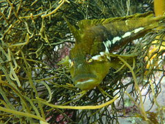 Clinus superciliosus