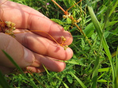 Cuscuta indecora