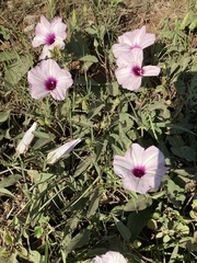 Ipomoea shumardiana
