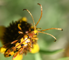 Strangalia sexnotata