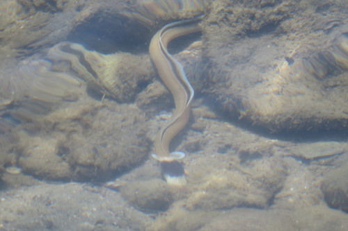 Ophichthus cephalozona