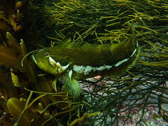 Clinus superciliosus